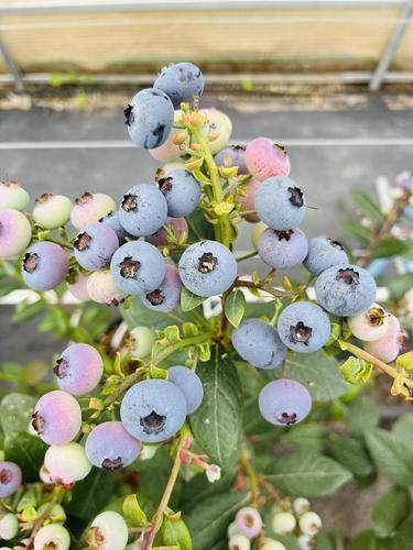 澄江叶抚花清( 联系电话：13577769077)农业发展有限公司