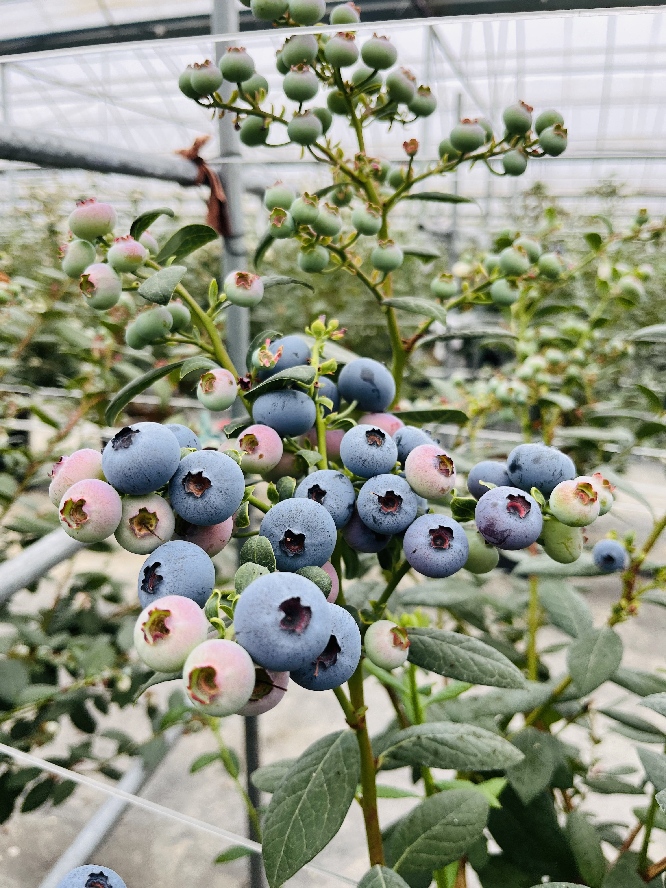 澄江叶抚花清( 联系电话：13577769077)农业发展有限公司