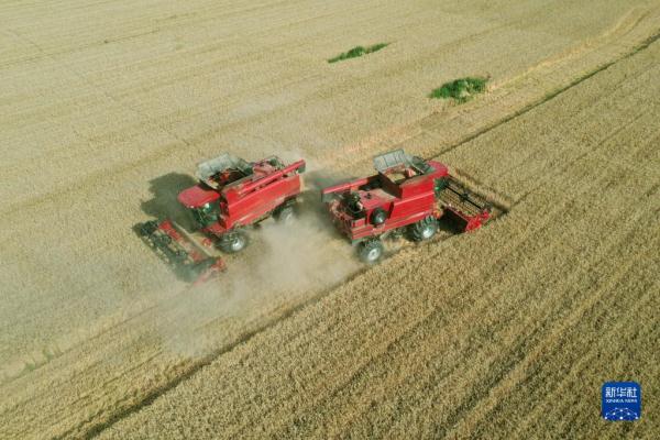 河北:夏粮迎丰收 河北:夏粮迎丰收