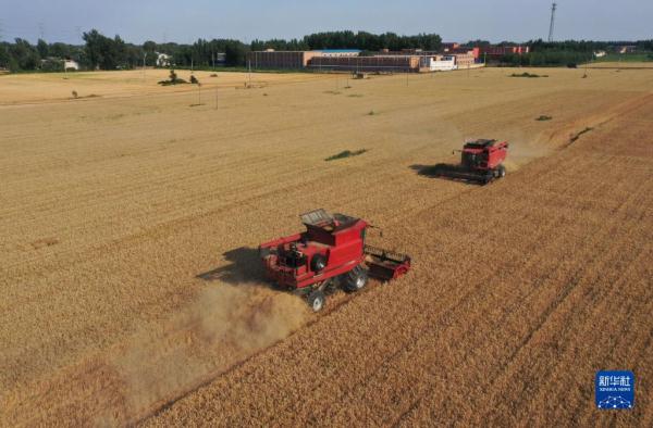 河北:夏粮迎丰收 河北:夏粮迎丰收