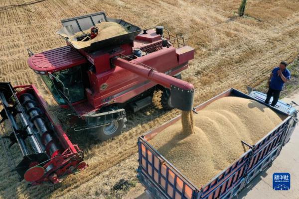 河北:夏粮迎丰收 河北:夏粮迎丰收