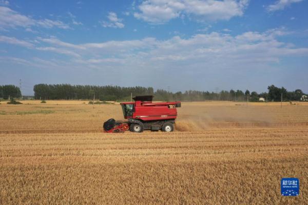 河北:夏粮迎丰收 河北:夏粮迎丰收